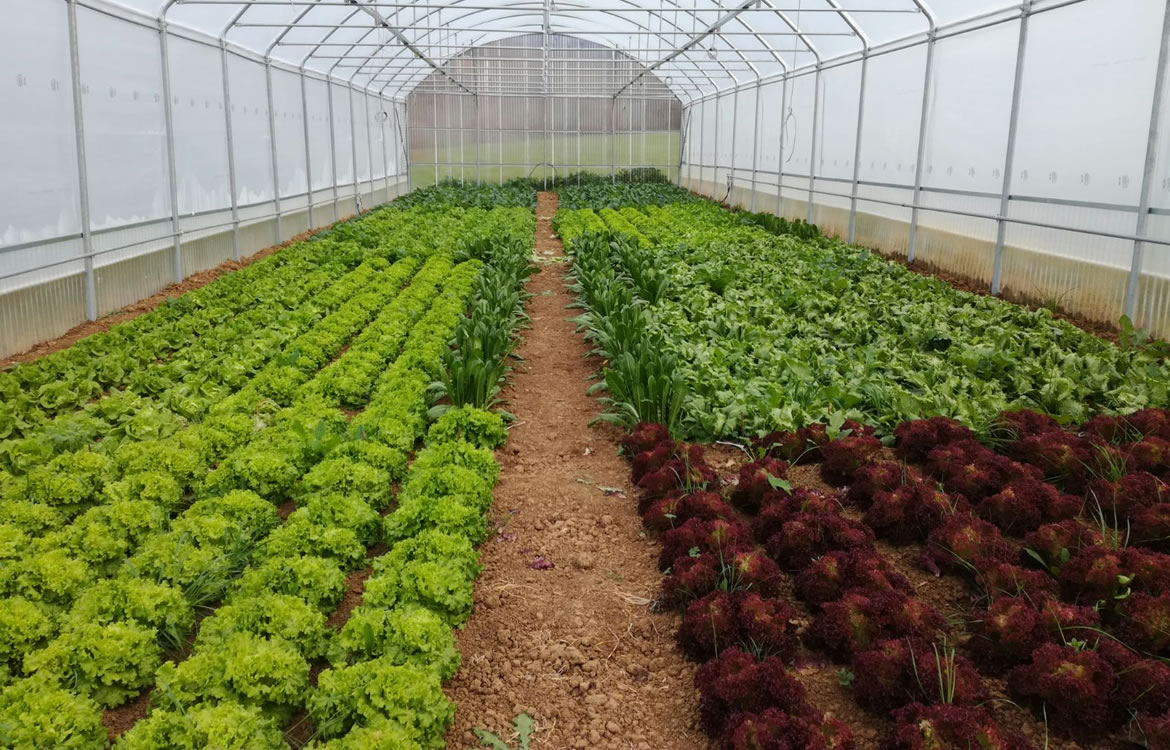 Soluzioni smart per coltivare l'orto in città